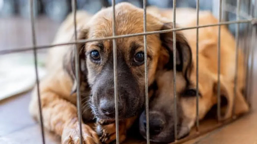 Leis de Proteção Animal São Sancionadas na Capital Cuiabá